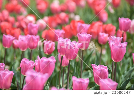 中川チューリップの里 （宮崎県西臼杵郡日之影町） 23080247