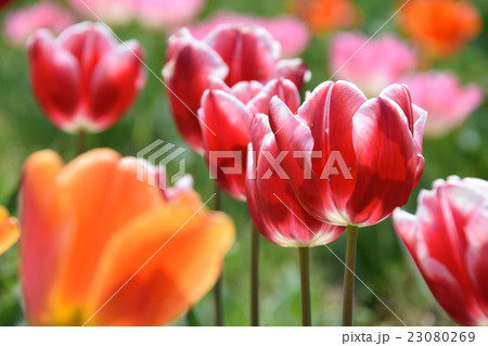 中川チューリップの里 (宮崎県西臼杵郡日之影町) 中川チューリップの里 (宮崎県西臼杵郡日之影町) 23080269