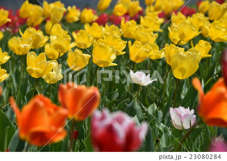 中川チューリップの里 （宮崎県西臼杵郡日之影町） 23080284