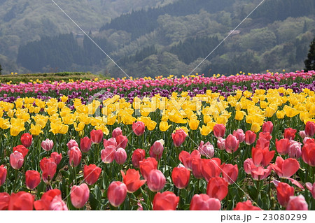 中川チューリップの里 （宮崎県西臼杵郡日之影町） 23080299