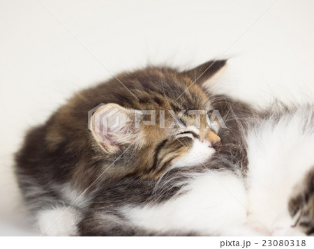 眠る2匹の仔猫 眠る2匹の仔猫 23080318