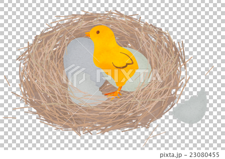 Bird's nest and chick 23080455