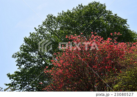 高取山のミツバツツジと西都原古墳 （宮崎県西都市） 23080527