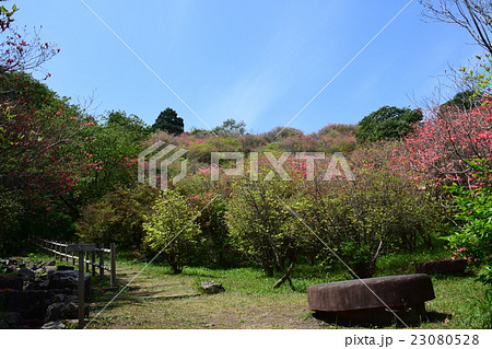 高取山のミツバツツジと西都原古墳 （宮崎県西都市） 23080528