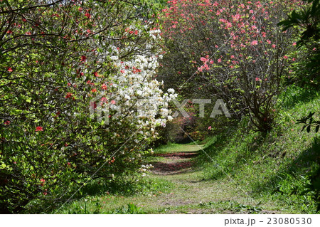 高取山のミツバツツジと西都原古墳 （宮崎県西都市） 23080530