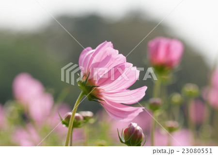 Cosmos Flowers 23080551