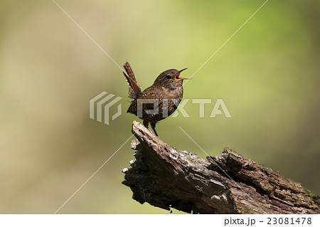 囀るミソサザイ 23081478