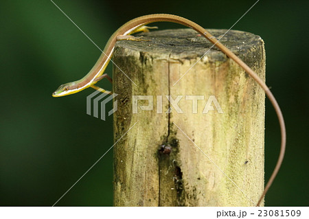 生き物　爬虫類　アオカナヘビ、沖縄諸島に住む日本固有種。オスです。全長の三分の二以上は尻尾のようです 23081509