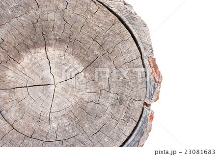 Wood texture of cut tree trunk Wood texture of cut tree trunk 23081683