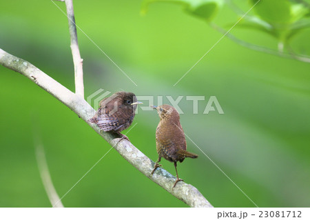 ミソサザイの親子 ミソサザイの親子 23081712