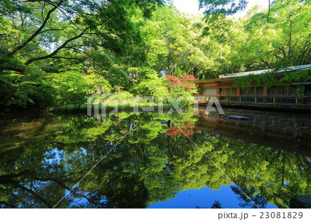 万緑の熱田神宮 南神池 万緑の熱田神宮 南神池 23081829