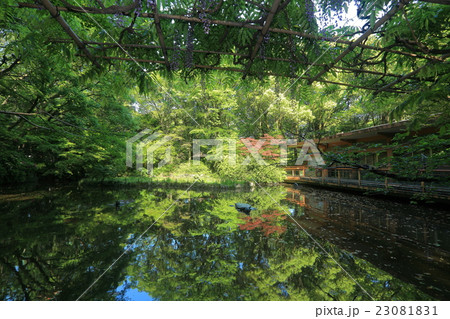 万緑の熱田神宮 南神池 万緑の熱田神宮 南神池 23081831