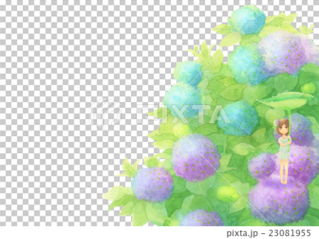 あじさいと女の子（雨ミックス） 23081955