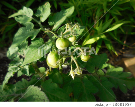 実り始めたプチトマト 23081957
