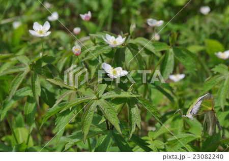 フタマタイチゲ 23082240