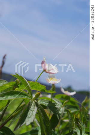 フタマタイチゲ フタマタイチゲ 23082242