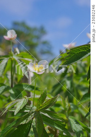 フタマタイチゲ フタマタイチゲ 23082246