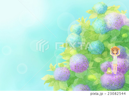 あじさいとゲスト横（晴れミックス） 23082544