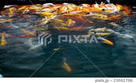 carp fish,moving 23082706