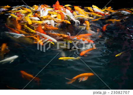 carp fish,moving 23082707
