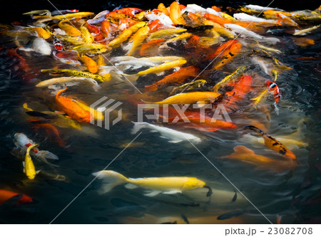 carp fish,moving 23082708
