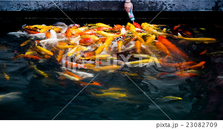 carp fish,moving 23082709
