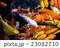 carp fish,moving 23082710