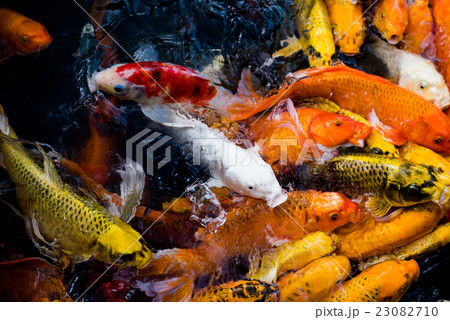 carp fish,moving 23082710