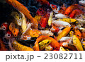 carp fish,moving 23082711