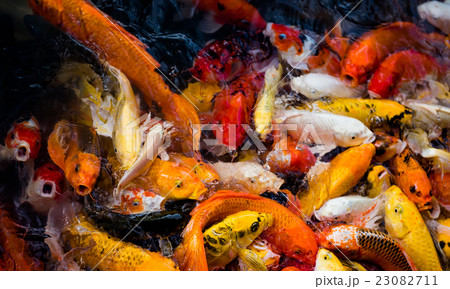 carp fish,moving 23082711