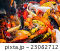 carp fish,moving 23082712
