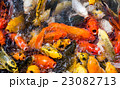 carp fish,moving 23082713