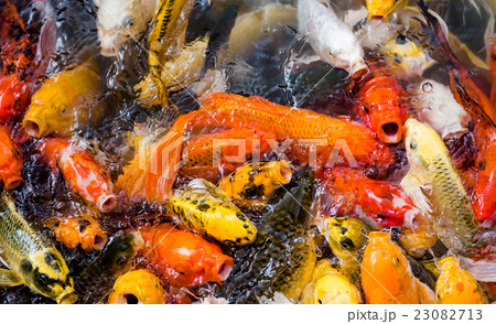 carp fish,moving 23082713
