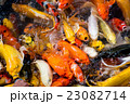 carp fish,moving 23082714