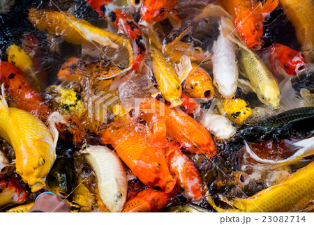 carp fish,moving 23082714
