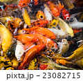 carp fish,moving 23082715