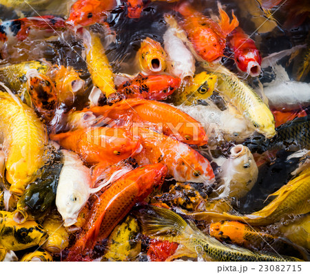 carp fish,moving 23082715
