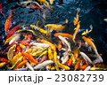 carp fish,moving 23082739
