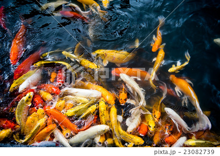 carp fish,moving 23082739