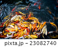 carp fish,moving 23082740