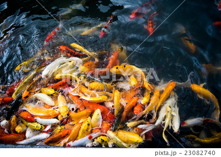 carp fish,moving 23082740