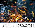 carp fish,moving 23082741