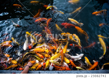 carp fish,moving 23082741
