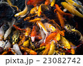 carp fish,moving 23082742
