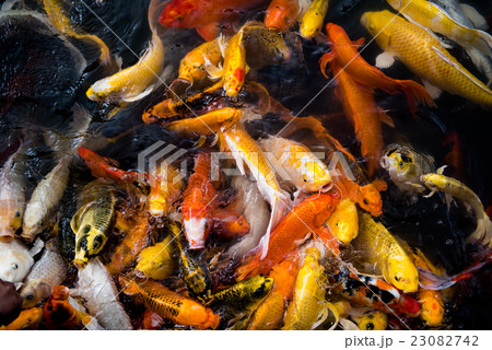 carp fish,moving 23082742
