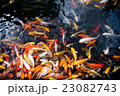 carp fish,moving 23082743