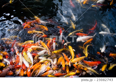 carp fish,moving 23082743