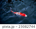 carp fish,moving 23082744