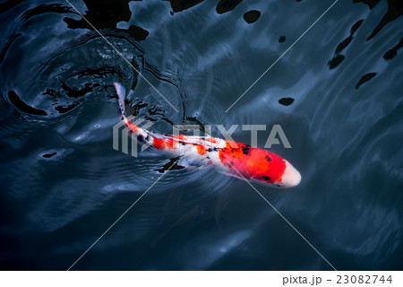 carp fish,moving 23082744