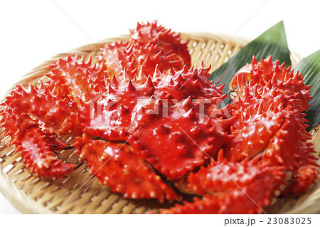 花咲蟹 花咲蟹 23083025
